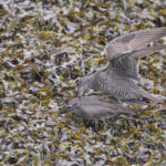Diaporama - Alaska - Le printemps des oiseaux