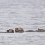 Diaporama - Alaska - Loutre de mer