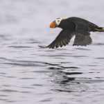 Diaporama - Alaska - Oiseaux et mammifères marins