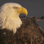 Diaporama - Alaska - Pygargue à tête blanche