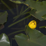 Diaporama - Alaska - Flore et végétation