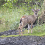 Diaporama - Alaska - Le printemps des mammifères