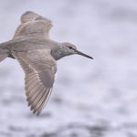 Diaporama - Alaska - Le printemps des oiseaux