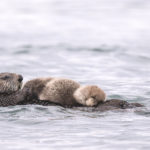 Diaporama - Alaska - Loutre de mer