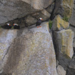 Diaporama - Alaska - Oiseaux et mammifères marins