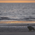 Diaporama - Alaska - Pygargue à tête blanche