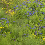 Diaporama - Alaska - Flore et végétation