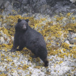 Diaporama - Alaska - Le printemps des mammifères