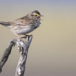 Diaporama - Alaska - Le printemps des oiseaux