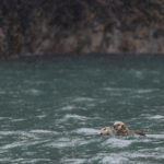 Diaporama - Alaska - Loutre de mer