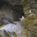 Diaporama - Alaska - Oiseaux et mammifères marins