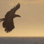 Diaporama - Alaska - Pygargue à tête blanche