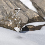 Diaporama - Nos dernières images