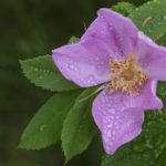 Diaporama - Alaska - Flore et végétation