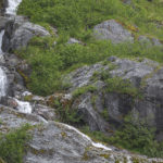 Diaporama - Alaska - Le printemps des mammifères