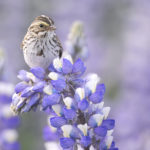 Diaporama - Alaska - Le printemps des oiseaux