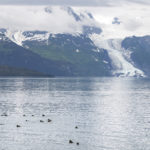 Diaporama - Alaska - Loutre de mer