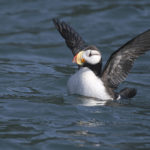 Diaporama - Alaska - Oiseaux et mammifères marins