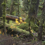 Diaporama - Alaska - Prince William Sound