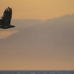 Diaporama - Alaska - Pygargue à tête blanche