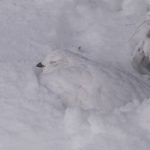 Diaporama - Lagopède alpin