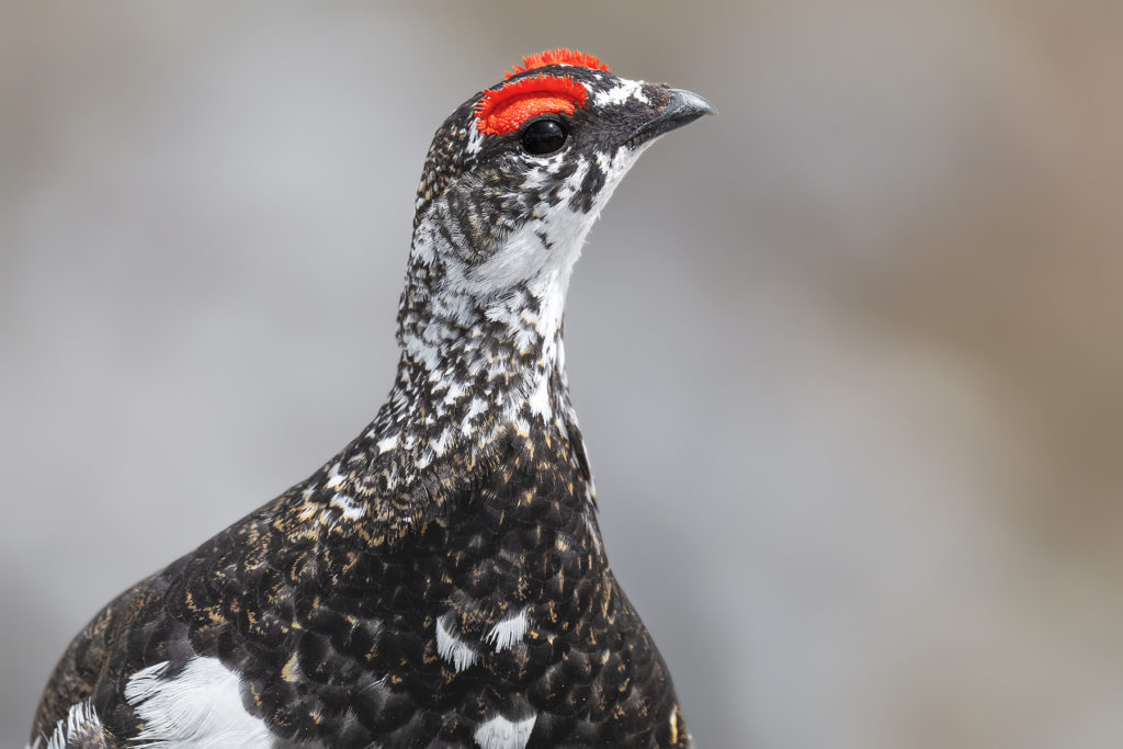 Conférence – L’univers sauvage du Lagopède alpin