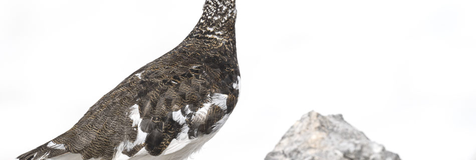 Actualités - Livre Lagopède Alpin