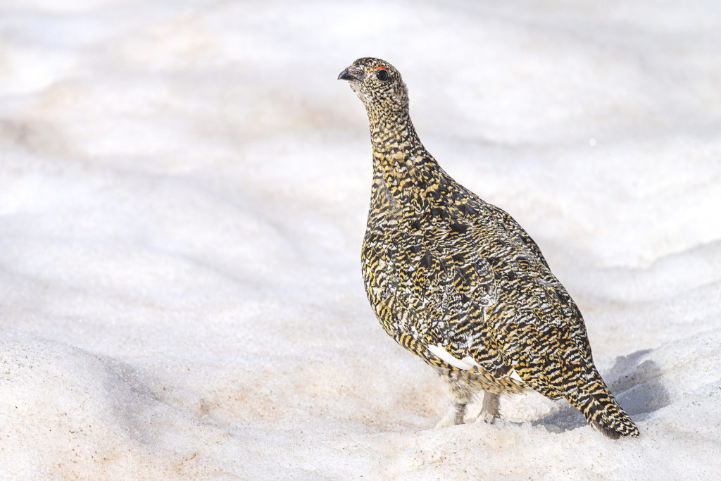 Conférence – L’univers sauvage du Lagopède alpin