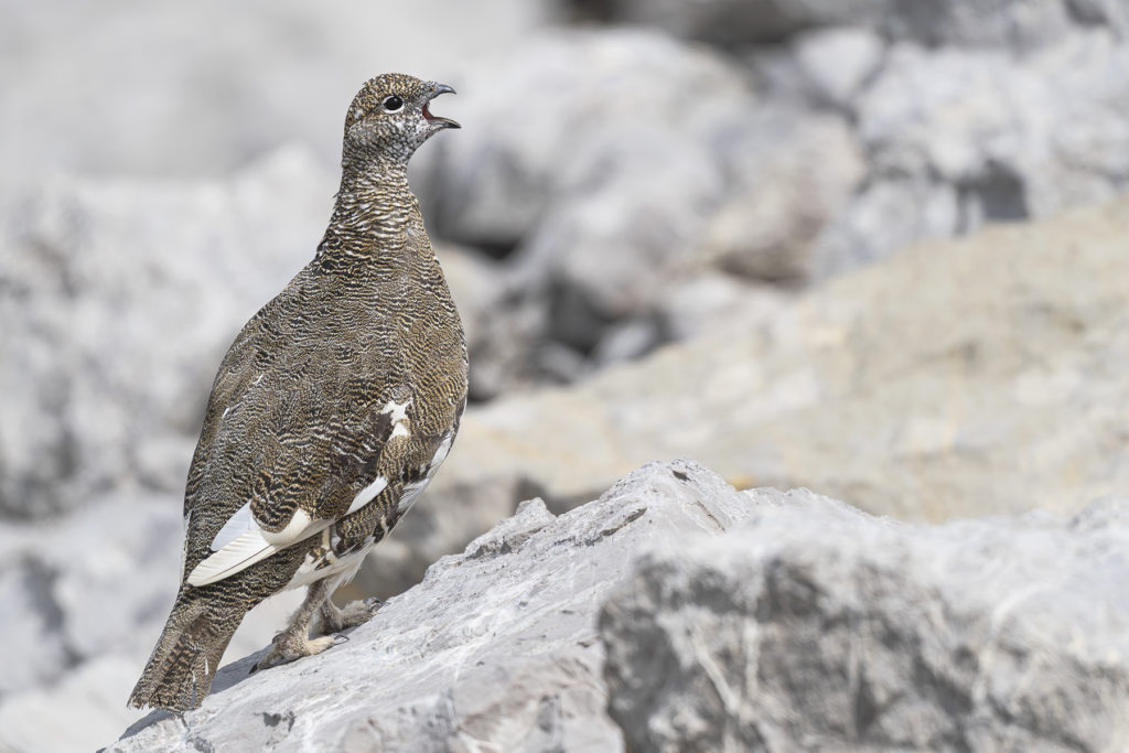 Conférence – L’univers sauvage du Lagopède alpin