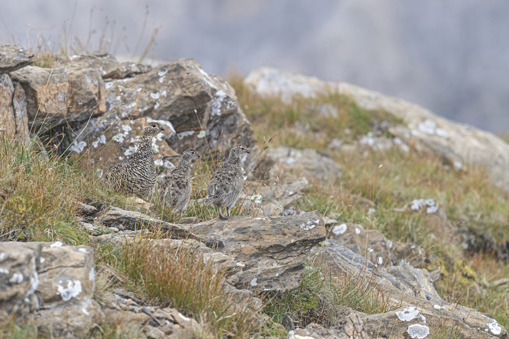 Conférence – L’univers sauvage du Lagopède alpin
