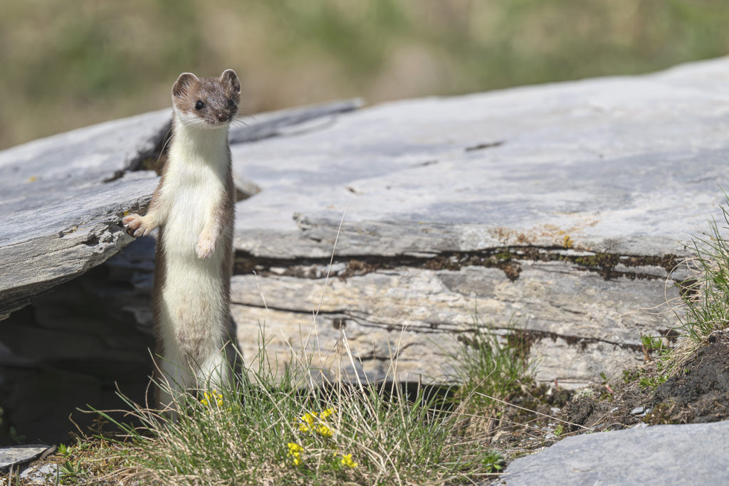 Conférence – L’univers sauvage du Lagopède alpin