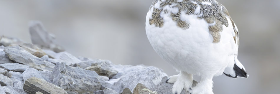Conférence – L’univers sauvage du Lagopède alpin