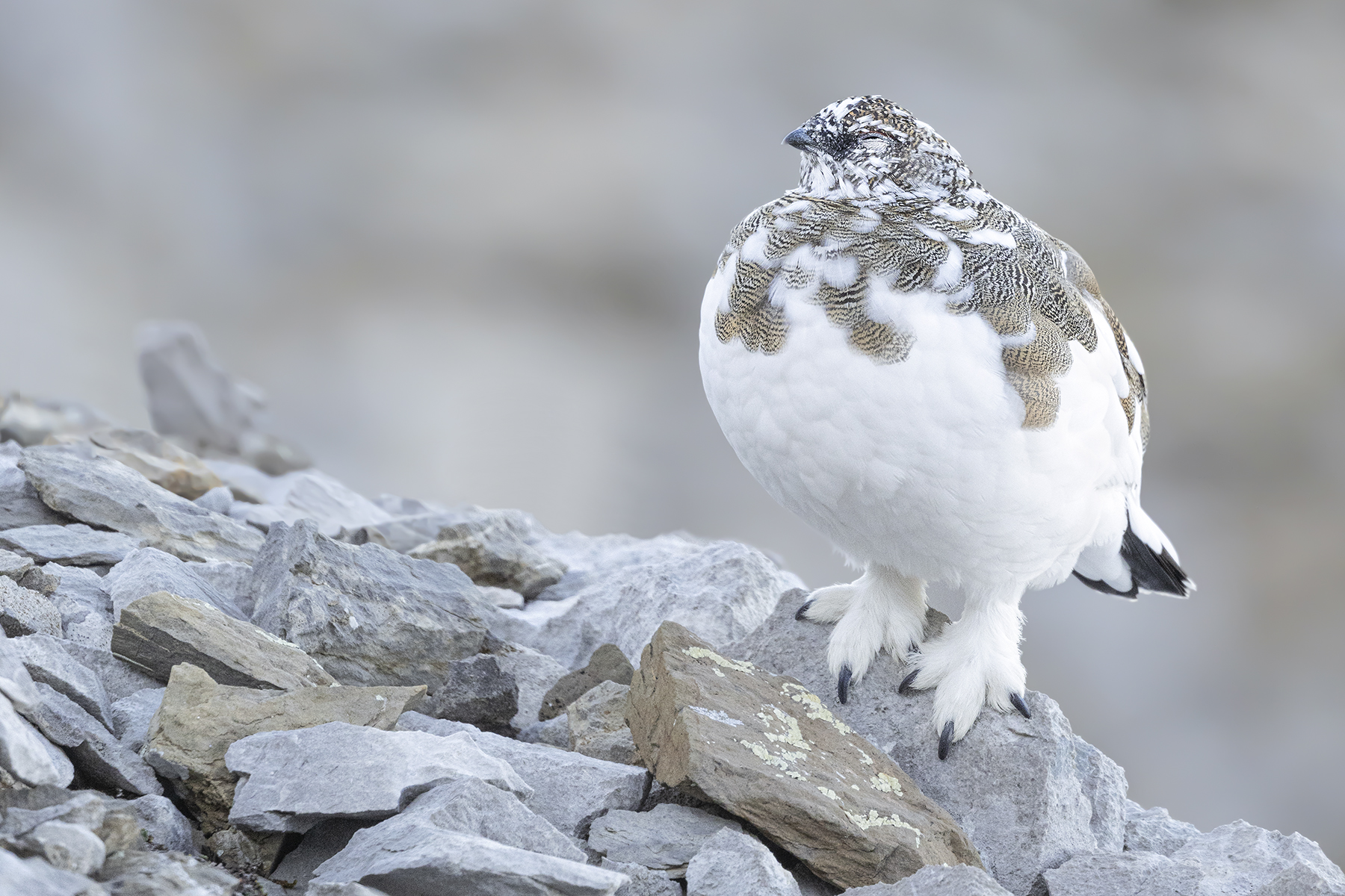 Conférence – L’univers sauvage du Lagopède alpin