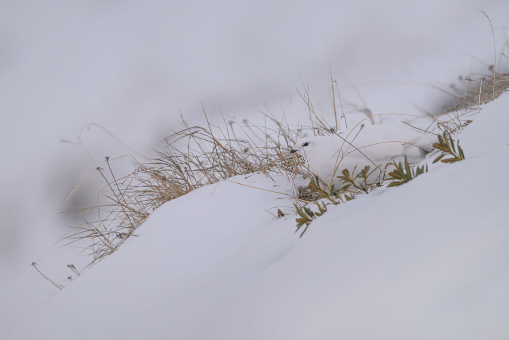 Conférence – L’univers sauvage du Lagopède alpin