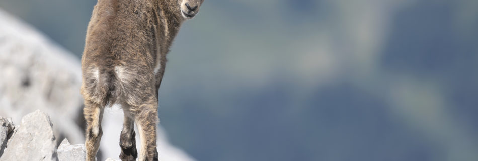 Actualités - Moutons et chèvres d’élevage : un fléau pour les populations du Chamois et du Bouquetin.