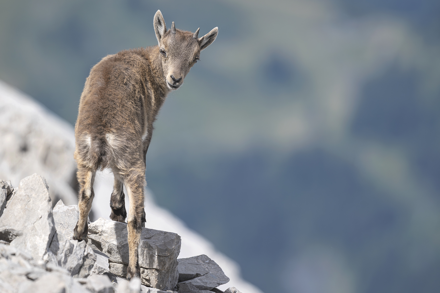 Actualités - Moutons et chèvres d’élevage : un fléau pour les populations du Chamois et du Bouquetin.
