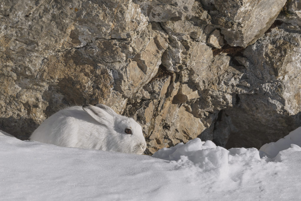 Conférence – L’univers sauvage du Lagopède alpin