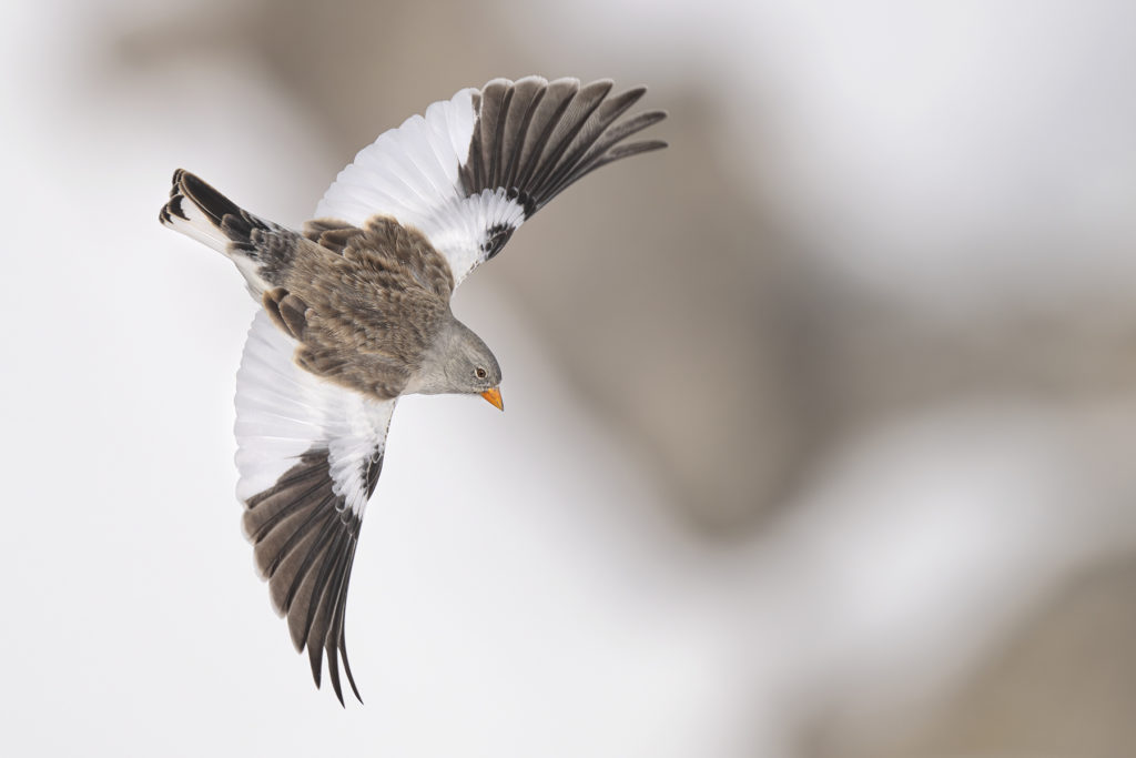 Conférence – L’univers sauvage du Lagopède alpin