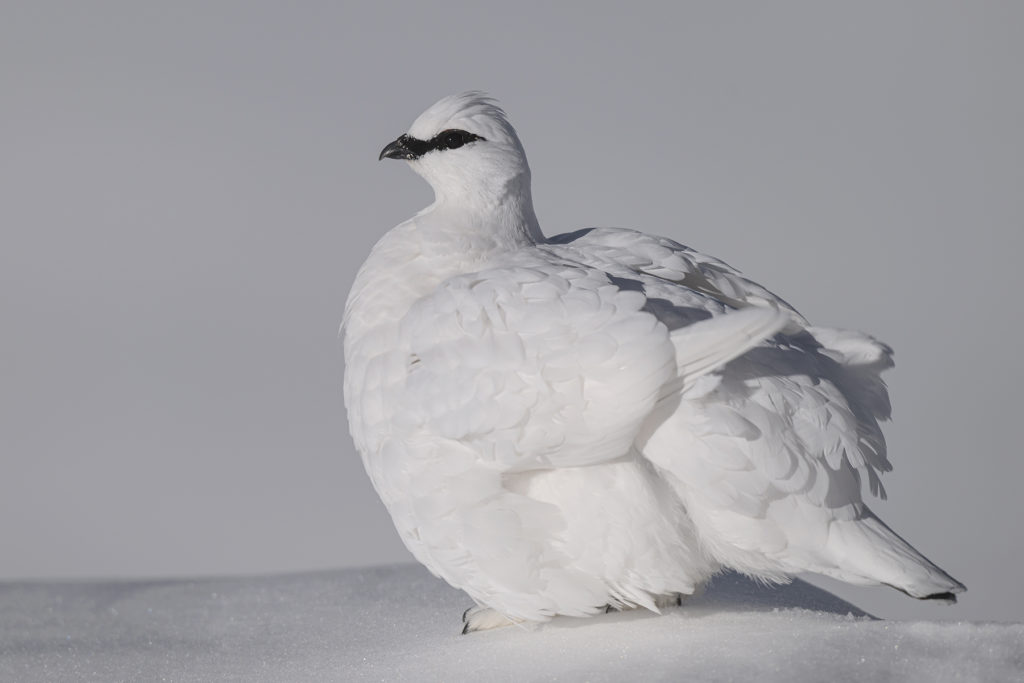 Conférence – L’univers sauvage du Lagopède alpin