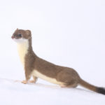 Diaporama - Nos dernières images