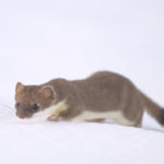 Diaporama - Nos dernières images