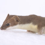 Diaporama - Nos dernières images