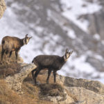 Diaporama - Nos dernières images