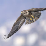 Diaporama - Nos dernières images