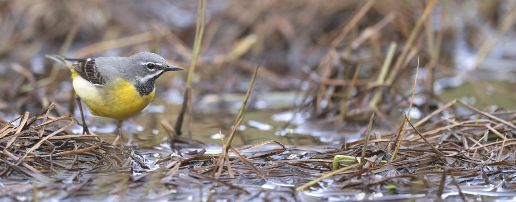 Carnets naturalistes - Affût aux bergeronnettes - Bergeronnette des ruisseaux