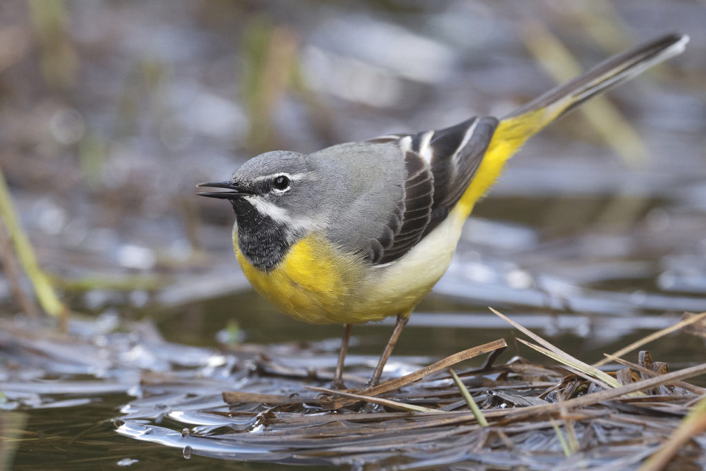 Carnets naturalistes - Affût aux bergeronnettes - Bergeronnette des ruisseaux