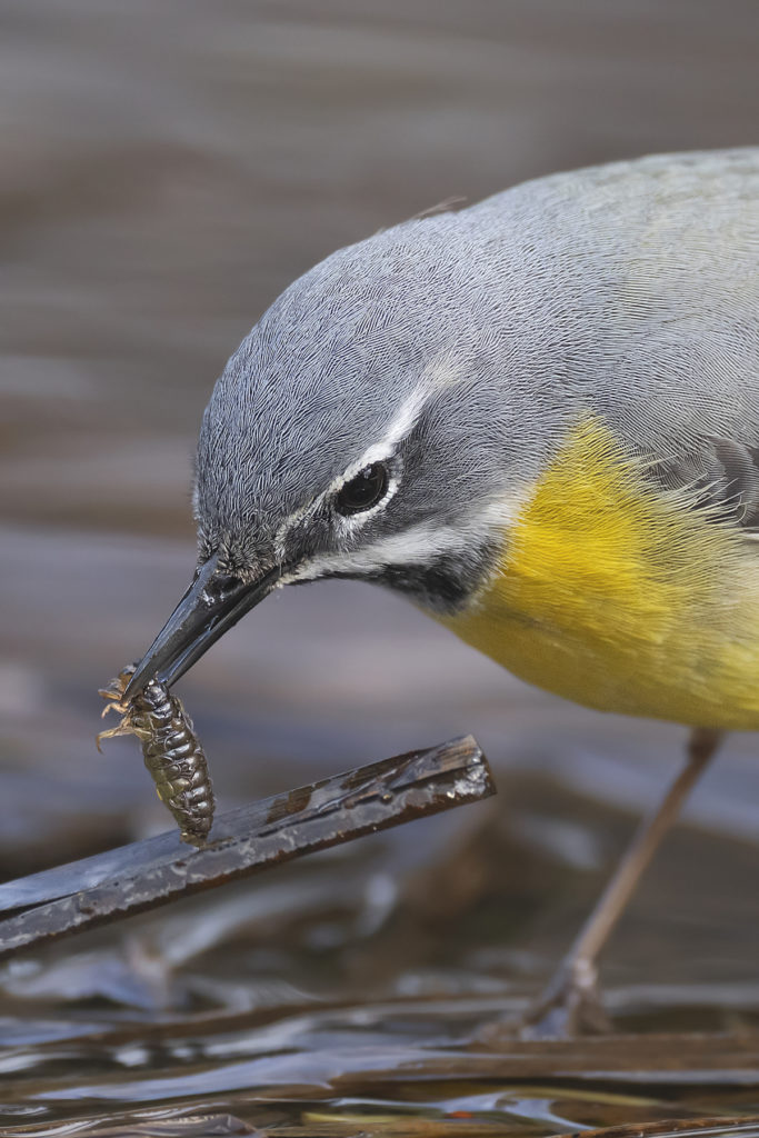 Carnets naturalistes - Affût aux bergeronnettes - Bergeronnette des ruisseaux