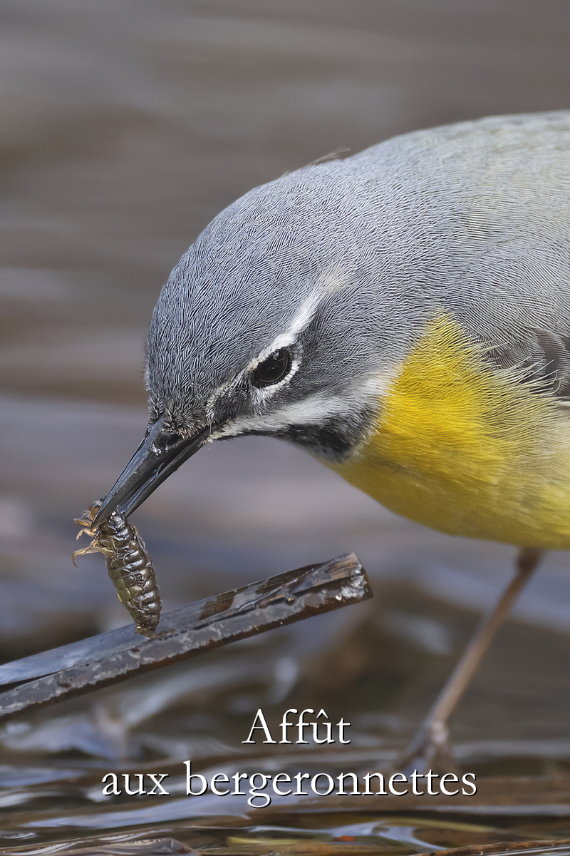 Carnets naturalistes - Affût aux bergeronnettes - Bergeronnette des ruisseaux - Thumbnail