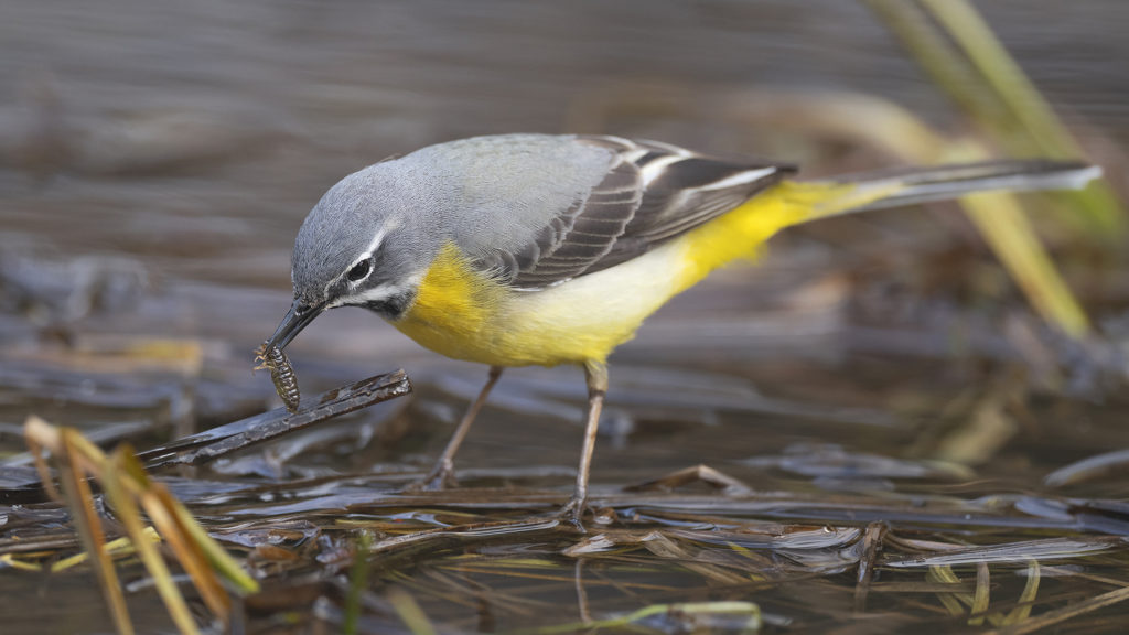 Carnets naturalistes - Affût aux bergeronnettes - Bergeronnette des ruisseaux