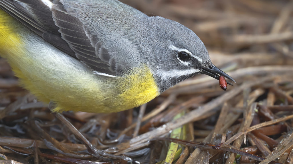 Carnets naturalistes - Affût aux bergeronnettes - Bergeronnette des ruisseaux